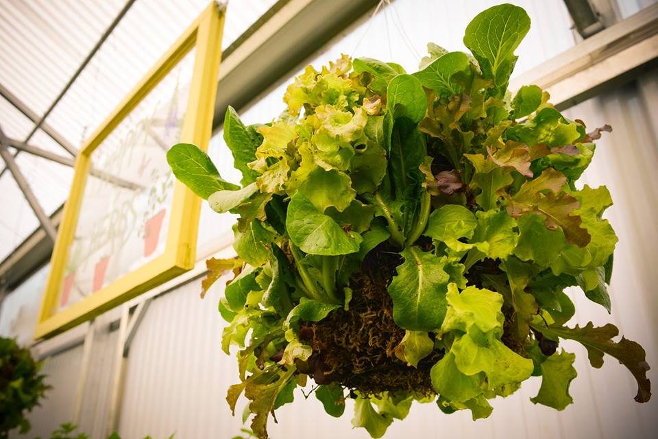 Lettuce Hanging Basket for Fort Wayne Apartment Container Gardening from urbanorganicgardener.com