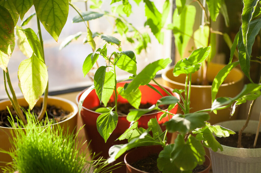 indoor plants