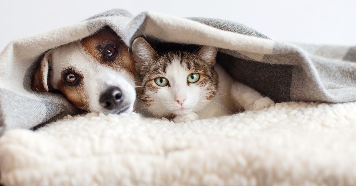 pet-friendly apartment fort wayne